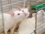 Investigadores españoles logran erradicar el cáncer de páncreas en modelos animales