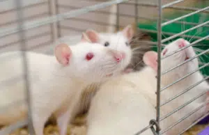 Investigadores españoles logran erradicar el cáncer de páncreas en modelos animales