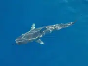 Estudio confirma el ‘Sharktober’: octubre concentra uno de cada cinco mordiscos de estos animales en Hawái por reproducción del tiburón tigre
