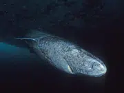 Descifran el ADN del tiburón de Groenlandia y hallan pistas sobre por qué vive 400 años y no sufre enfermedades