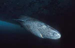 Descifran el ADN del tiburón de Groenlandia y hallan pistas sobre por qué vive 400 años y no sufre enfermedades