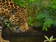 ¿Qué tan amenazados están los mamíferos carnívoros en Colombia?