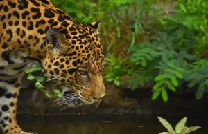 ¿Qué tan amenazados están los mamíferos carnívoros en Colombia?