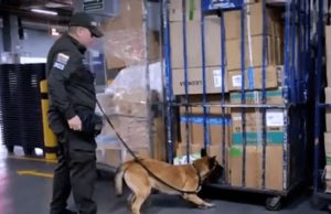 Encuentran 100 kilos de marihuana en El Dorado gracias a un perro