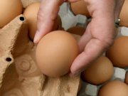 China realiza visita sanitaria para certificar exportación de huevos: Fenavi