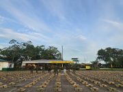 Incautan 2,24 toneladas de marihuana en frontera con Ecuador