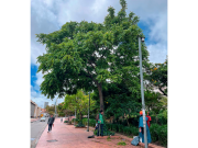 Nogal andino, árbol vulnerable que resiste la sequía y el calor