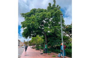 Nogal andino, árbol vulnerable que resiste la sequía y el calor