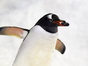 Pingüinos antárticos se adaptan al cambio climático