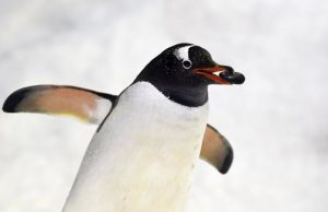 Pingüinos antárticos se adaptan al cambio climático