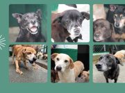 ‘Los viejitos de La Perla’ buscan hogar definitivo. Aquí un instructivo de cómo adoptar