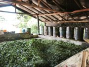 Vuelve el uso del glifosato y arranca en el Cauca