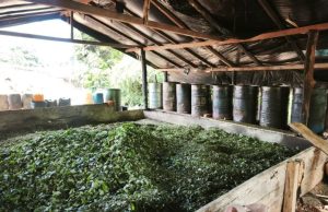 Vuelve el uso del glifosato y arranca en el Cauca