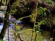 Proyecto Guardacuencas llegó a 91 municipios de Antioquia en 2025