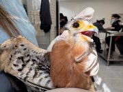 Afectaciones por pólvora a fauna silvestre del Valle de Aburrá