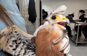 Afectaciones por pólvora a fauna silvestre del Valle de Aburrá