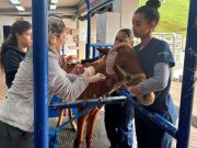Caballo rescatado en Rionegro ya tiene una nueva familia