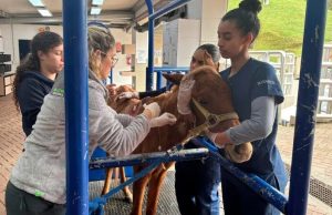 Caballo rescatado en Rionegro ya tiene una nueva familia