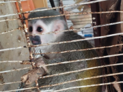 Rescatan a 10 animales silvestres que eran mascotas en Bogotá