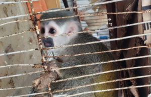 Rescatan a 10 animales silvestres que eran mascotas en Bogotá