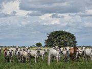Precios al productor aumentaron 1,51 % en enero
