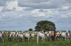 Precios al productor aumentaron 1,51 % en enero