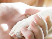 Los pasos para invocar licencia remunerada por muerte de mascota en Colombia: documentos y proceso