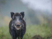 Estudio revela grave impacto de los jabalíes en bosques protegidos: mucho mas grave de lo pensado
