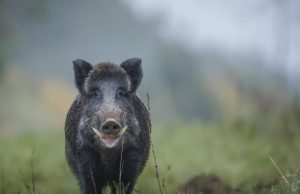 Estudio revela grave impacto de los jabalíes en bosques protegidos: mucho mas grave de lo pensado
