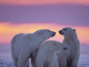 Los osos polares de Noruega desafían las expectativas y ganan peso pese al deshielo