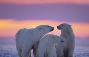 Los osos polares de Noruega desafían las expectativas y ganan peso pese al deshielo