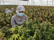 Hasta marzo el Invima tiene para plazo reglamentar el uso del cannabis medicinal en Colombia: estos son los 8 lineamientos críticos que debe definir