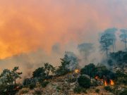 La inteligencia artificial y el cambio climático: ¿cómo unirlas en un bien común?