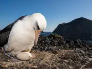 El misterioso viaje de 5.000 kilómetros de un albatros desde Galápagos hasta California