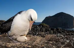 El misterioso viaje de 5.000 kilómetros de un albatros desde Galápagos hasta California