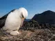 El misterioso viaje de 5.000 kilómetros de un albatros desde Galápagos hasta California