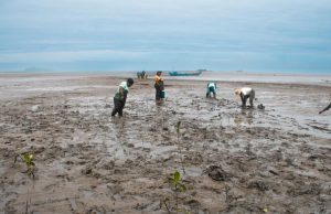 Mangrove Breakthrough impulsa la protección de 15 millones de hectáreas de manglares hacia 2030