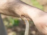 Aumentan los accidentes por mordedura de serpiente en Colombia: INS alerta sobre necesidad de mantener reservas de sueros antiofídicos