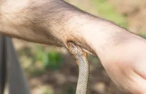 Aumentan los accidentes por mordedura de serpiente en Colombia: INS alerta sobre necesidad de mantener reservas de sueros antiofídicos