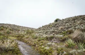 Los dos proyectos de Conservación internacional que bsucan la protección de los páramos, el agua y la alta montaña en Bogotá y Cundinamarca
