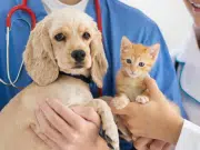 Las mascotas podrán ser enterradas junto con sus dueños en São Paulo, Brasil