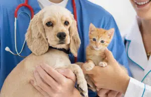 Las mascotas podrán ser enterradas junto con sus dueños en São Paulo, Brasil