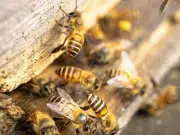 El país que le otorgó derechos legales a las abejas: un precedente histórico para la Amazonía