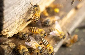 El país que le otorgó derechos legales a las abejas: un precedente histórico para la Amazonía