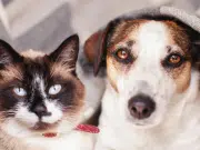Gatos, perros y loros están acabando con fauna silvestre y en Europa no saben qué hacer