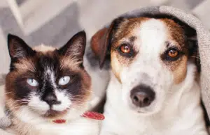 Gatos, perros y loros están acabando con fauna silvestre y en Europa no saben qué hacer