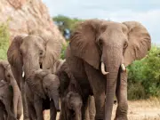 Científicos estudian en profundidad la trompa del elefante y quedan sorprendidos: ‘Inteligencia propia’
