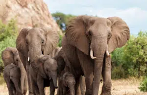 Científicos estudian en profundidad la trompa del elefante y quedan sorprendidos: ‘Inteligencia propia’