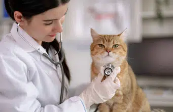 Descubren que los gatos que viven en interiores presentan mayores niveles de bisfenol A, un químico utilizado en la fabricación de plásticos