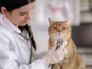 ¿Qué es el bisfenol A y por qué preocupa su presencia en gatos que viven en interiores?